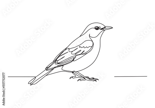 Elegant thrush bird illustration in continuous line drawing styl