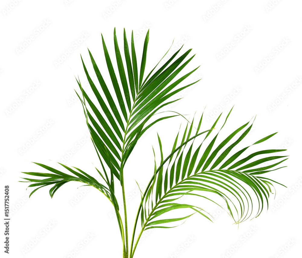 Palm leaves The green leaves of palm trees rests on white background. Palm leaves The green leaves of palm trees rests on white background.