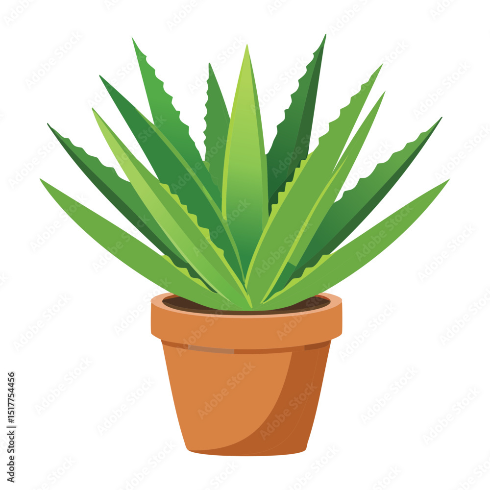 Classic Aloe Vera Plant in Terracotta Pot Classic Aloe Vera Plant in Terracotta Pot