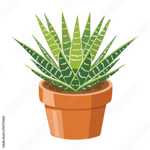 Haworthia Plant with Varied Spikes in Pot
