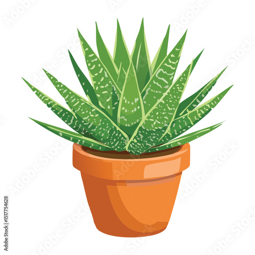 Full Haworthia Plant in Terracotta Pot