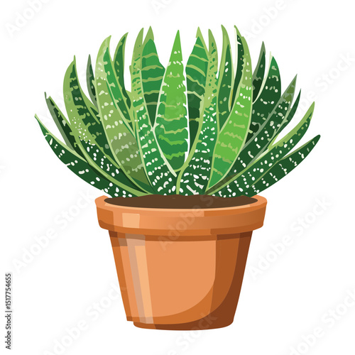 Bushy Haworthia Plant in Terracotta Pot