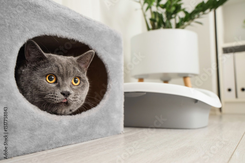 Curious british shorthair c...