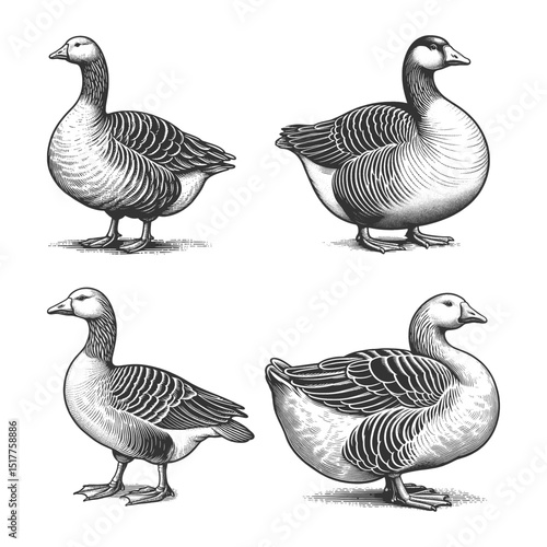 goose Set collection bundle sketch engraving generative ai vector illustration. Scratch board imitation. Black and white image.