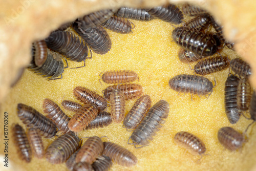 Vászonkép Kellerassel, Porcellio scaber
