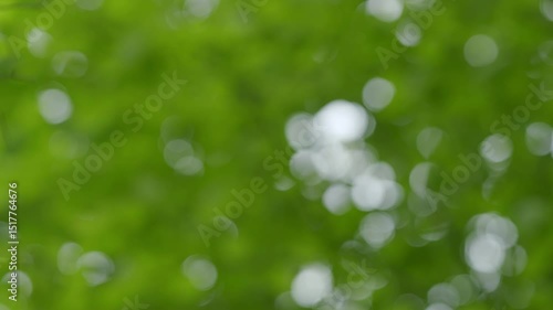 A soft green background featuring elegantly blurred lights that create a serene atmosphere