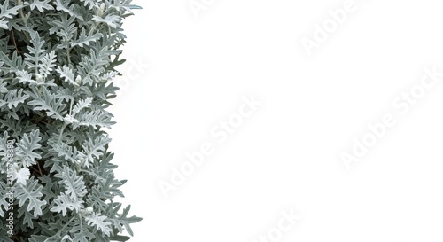 Elegant dusty miller plant foliage against a blank white backdrop design