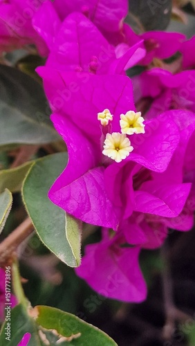 Canvas-taulu Bougainvillea glabra, the lesser bougainvillea or paperflower, is the most common species of bougainvillea used for bonsai