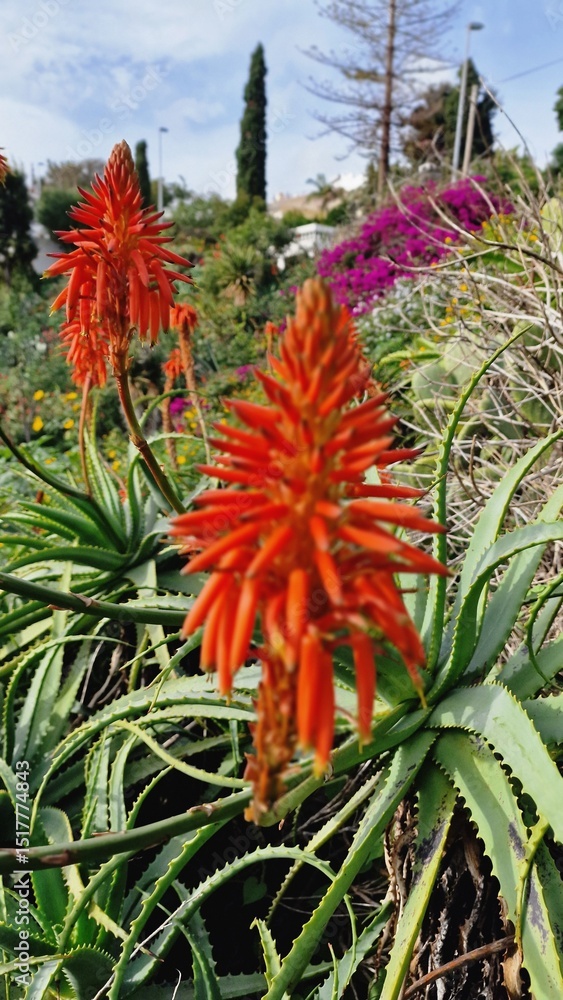 plant of Aloe Vera da Madeira plant of Aloe Vera da Madeira