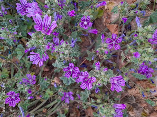 Purple flowers on the ground. Malva multiflora