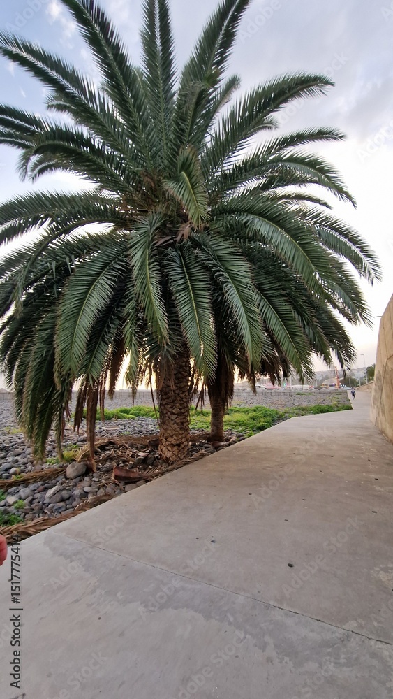 Obraz premium palm tree in madeira