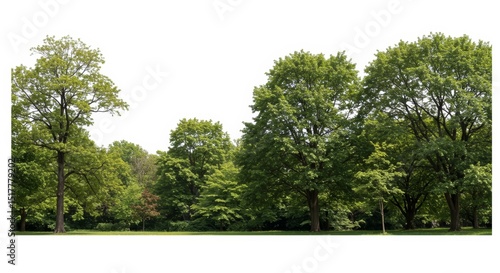 Fototapeta Naklejka Na Ścianę i Meble -  Lush greenery and tall trees create a serene woodland ambiance backdrop