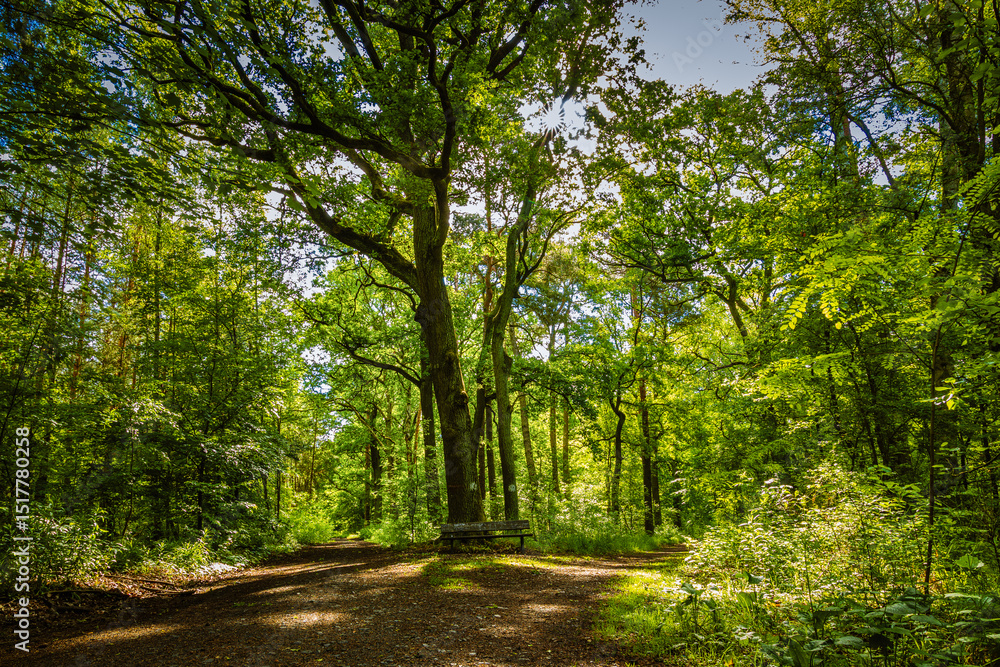 Naklejka premium Weg Gabelung im Wald.