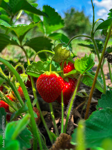 A close-up view of a strawberry plant in a garden, with ripe red strawberries and unripe green ones nestled among lush green leaves.