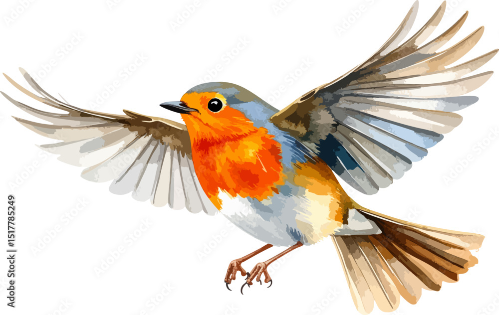 Fototapeta premium Image of beautiful red robin with colorful feathers and small beak on white background. 