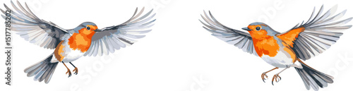 Image of beautiful red robin with colorful feathers and small beak on white background.
