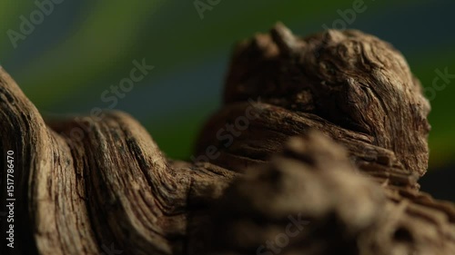 Close-up of sunlit driftwood knots with blurred green background