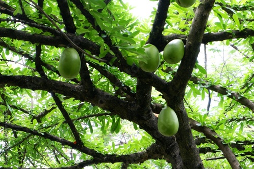 Green fruits of Crescentia alata Kunth