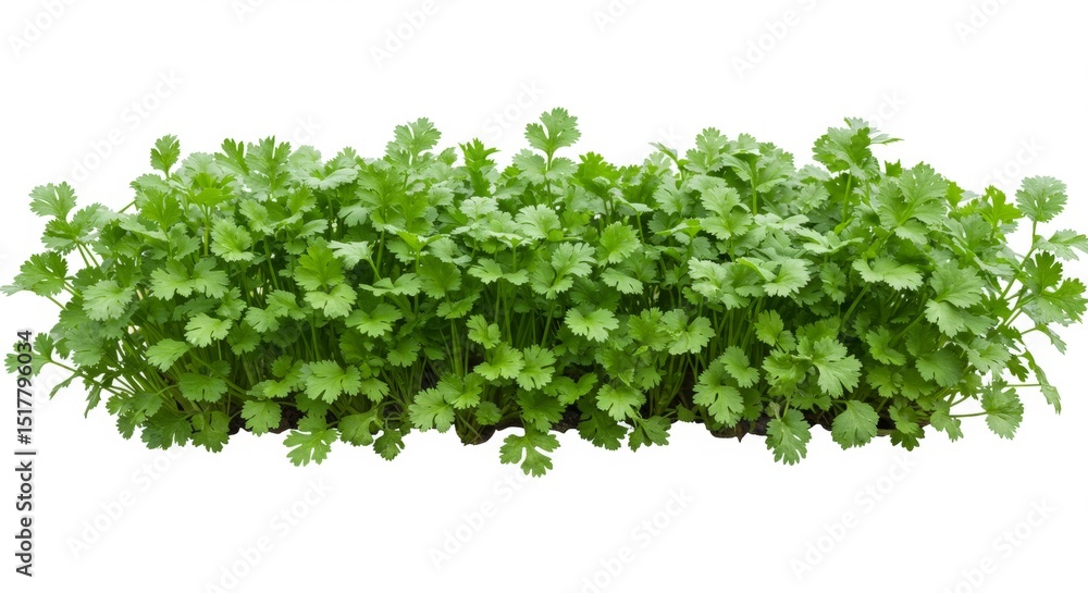 Obraz premium Vibrant green cilantro herb bush isolated against a white background
