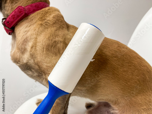 The roller removes hair from a short-haired dog.The pet sits on a white surface.Grooming the animal and removing hair