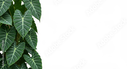 Elegant alocasia foliage creating a natural frame on a white background
