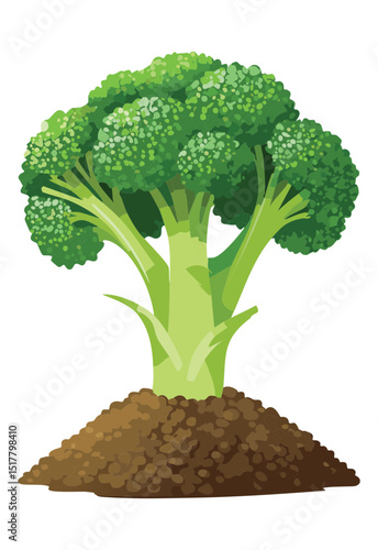Broccoli Plant Growing on Soil