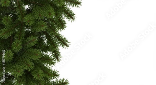 Fresh green christmas tree branch with needles over white empty space