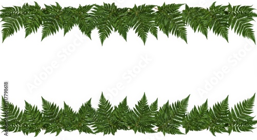 Fern foliage border on a white background, perfect for creating botanical designs