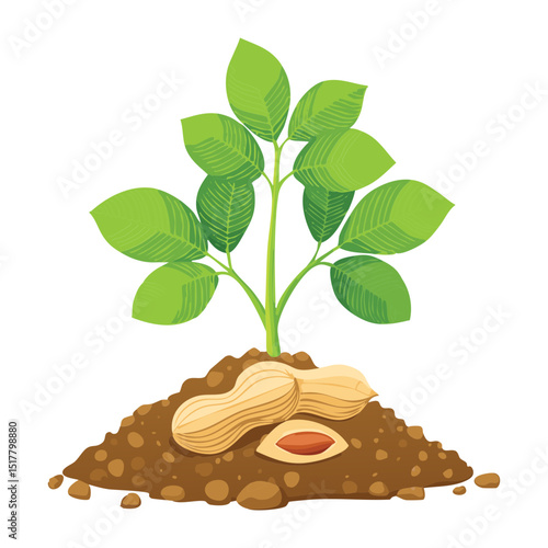 Peanut Plant with Shelled Peanuts