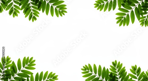 Delicate green leaf sprigs forming a natural frame on a white backdrop