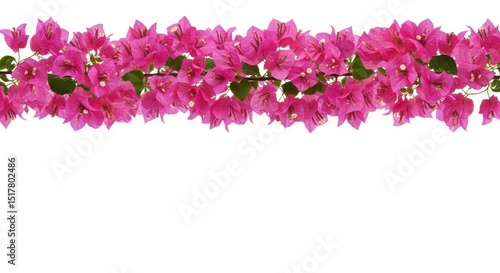 Floral composition featuring vibrant pink bougainvillea on a clean white background