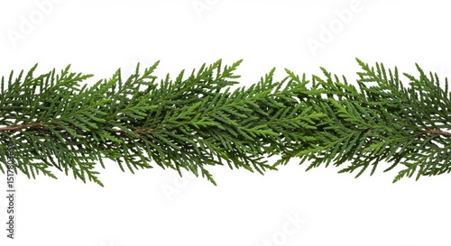 Horizontal border of vibrant green cedar branches against a plain white backdrop