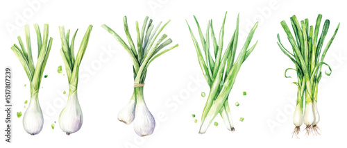 green onion Watercolor painted vegetables. Fresh colorful veggies vector illustration