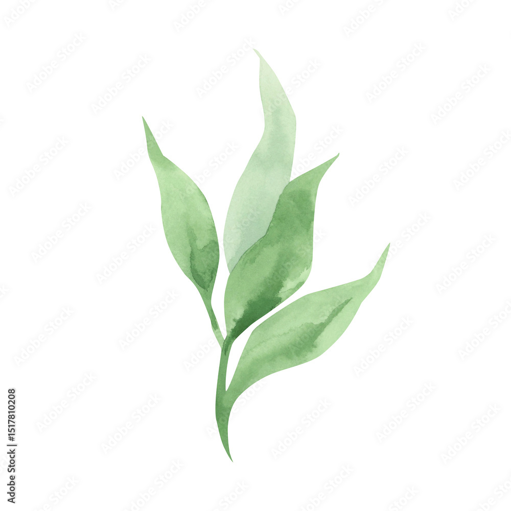 Obraz premium Green long leaf of plant, flower. Watercolor