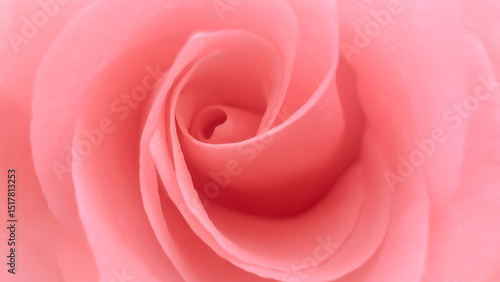 Blurred for background.Close-up shot of a brignt pink rose for background.