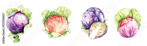 cabbage Watercolor painted vegetables. Fresh colorful veggies vector illustration
