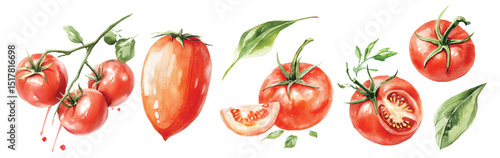 Tomatoes cherry Watercolor painted vegetables. Fresh colorful veggies vector illustration