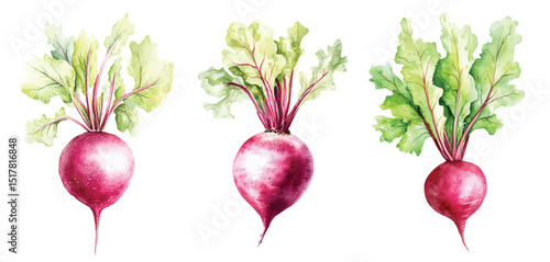 beet Watercolor painted vegetables. Fresh colorful veggies vector illustration