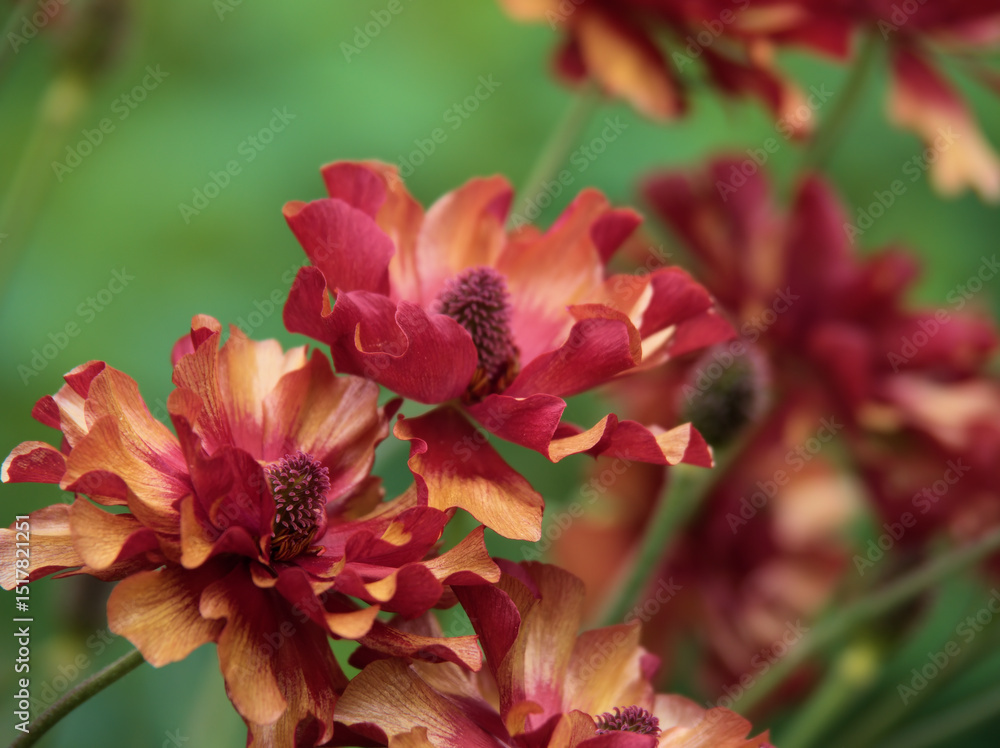 Fototapeta premium 5月に美しく咲いた赤いラナンキュラス・ラックス「ハデス」