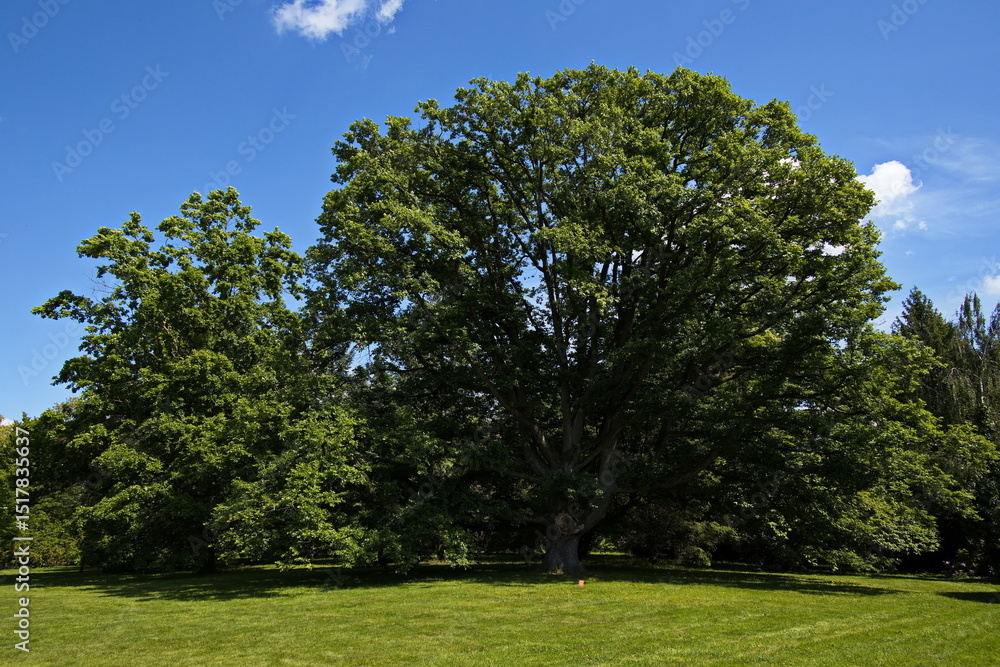 Fototapeta premium Giant oak tree in ZOO Lesna at Zlin, South Moravian Region, Moravia, Czech Republic, Europe, Central Europe 