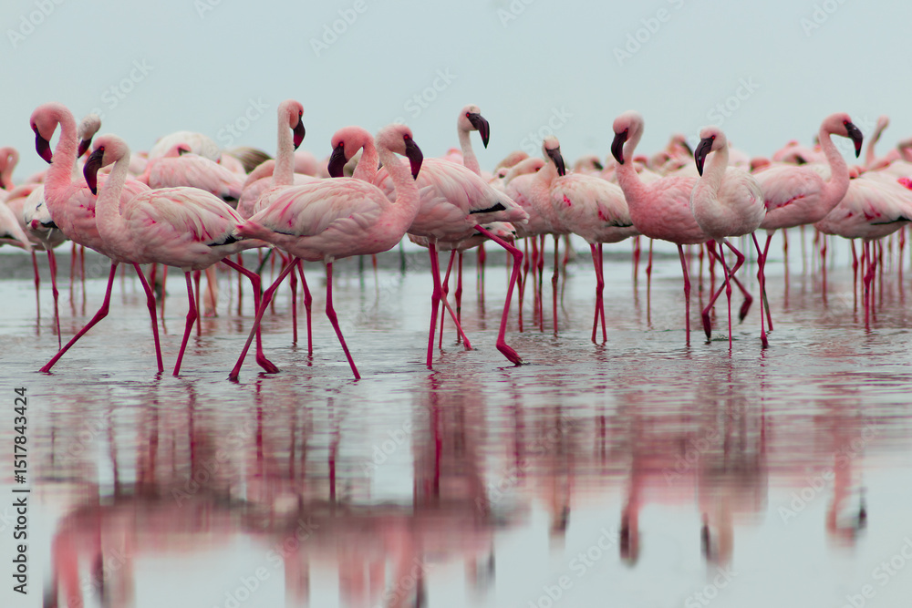 Obraz premium Real photo of two pink flamingos standing together by a calm lake under a clear blue sky. A peaceful wildlife scene perfect for nature, travel, and bird-themed projects.