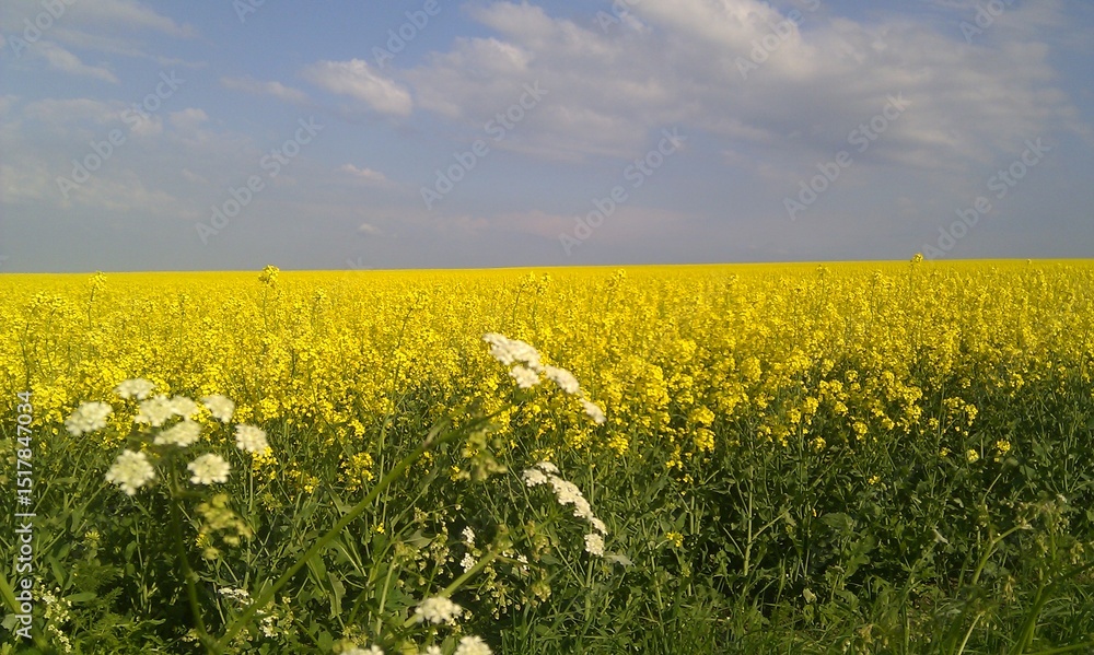 Obraz premium yellow rapeseed field