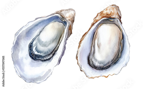 watercolor Oysters vector illustration, underwater ocean seafood art isolated on white background