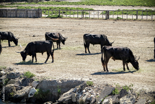 A herd of bulls are grazing hay on the field