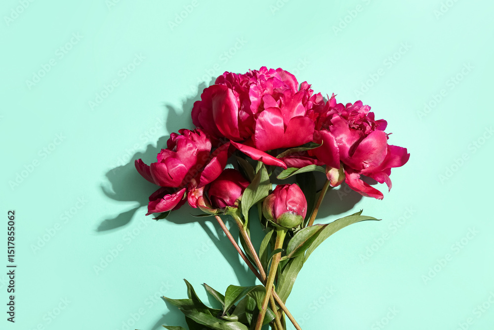 Fototapeta premium Beautiful peony flowers on turquoise background