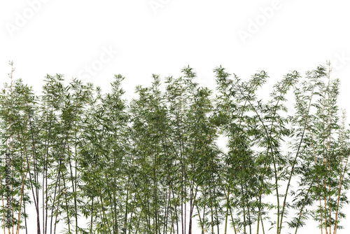 Obraz na plátně Tropical Bamboo plant border, cut out