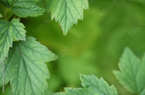 Natural frame with green le...