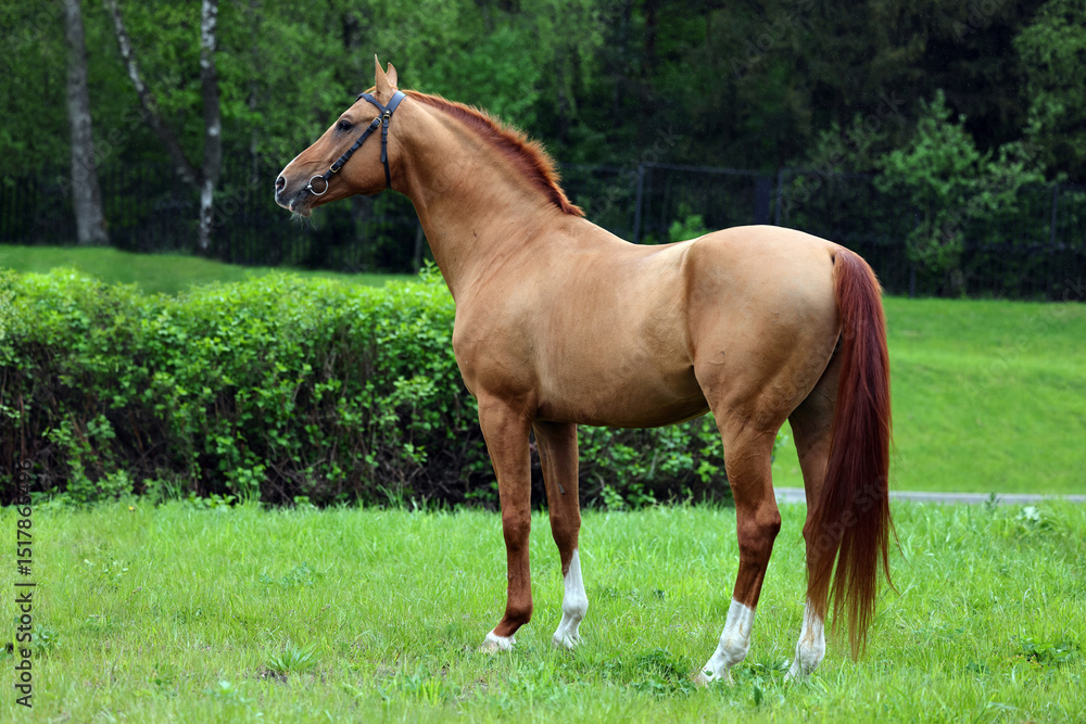 Obraz premium Thoroughbred young horse posing against summer fields