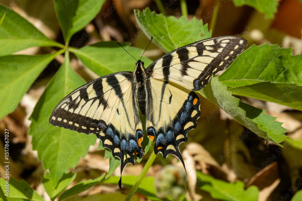 Fototapeta premium Eastern Swallowtail butterfly resting on plant