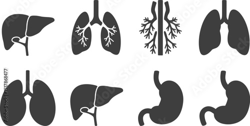 A set of anatomical illustrations featuring the liver lungs trachea and stomach in a simple black and white style